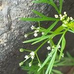 Cyclospermum leptophyllum Blüte