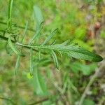 Knautia integrifolia Leaf