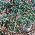 Abies balsamea 花