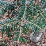 Abies balsamea Flor