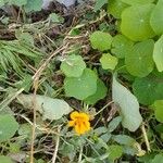 Tropaeolum minusFlower