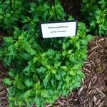 Alternanthera ficoidea List