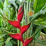 Heliconia wagnerianaᱵᱟᱦᱟ