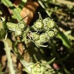 Crepis capillaris Fruit