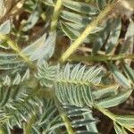 Astragalus granatensis Leaf