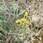 Ophrys lutea Blomma