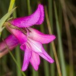 Gladiolus palustris Flower