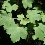 Acer opalus List