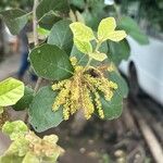Quercus oleoides പുഷ്പം