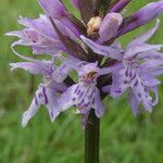 Dactylorhiza fuchsii Fula