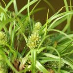 Juncus capitatus 花