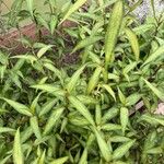 Persicaria odorata Blad