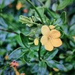 Chrysojasminum fruticans Květ