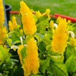 Pachystachys lutea Folha