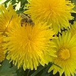 Taraxacum campylodesFlower