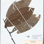 Guatteria discolor Hoja