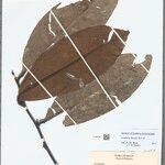 Guatteria discolor Leaf