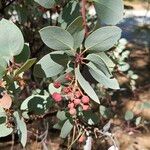 Arctostaphylos viscidaHoja