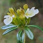 Teucrium montanum Blüte