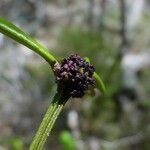 Phyllanthus conjugatus