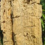 Erythrina senegalensis Kora