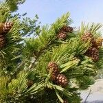 Pinus albicaulis Hábito