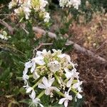 Saponaria officinalisBlomst