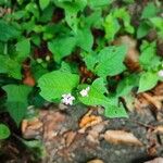 Persicaria thunbergii पत्ता