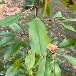 Prunus cerasus Foglia