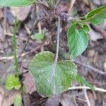 Viola reichenbachiana Leaf