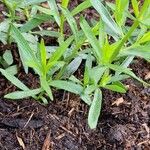 Artemisia dracunculus Leaf