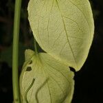 Passiflora platyloba Frukt