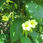 Odontadenia macrantha Folla