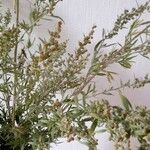 Artemisia ludoviciana Blad