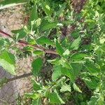 Chenopodium ficifolium Leaf