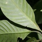 Psychotria panamensis Jani