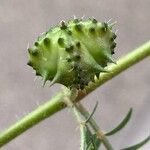 Tribulus terrestris Плод