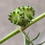 Tribulus terrestris Fruit