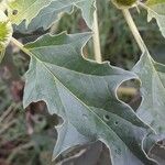 Datura stramonium 葉