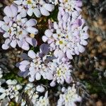 Iberis procumbens Fula