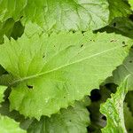 Doronicum austriacum Hoja