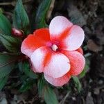 Impatiens walleriana Fleur