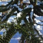 Araucaria araucana Blatt