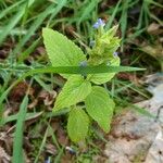 Salvia hispanica Feuille