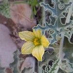 Citrullus colocynthis Flower