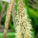 Carex pendula Fleur