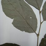 Styrax pallidus Drugo