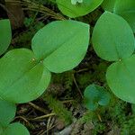 Neottia convallarioides