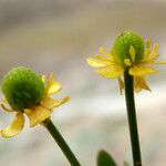 Ranunculus sceleratus Flors