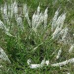 Polygala alba Агульны выгляд